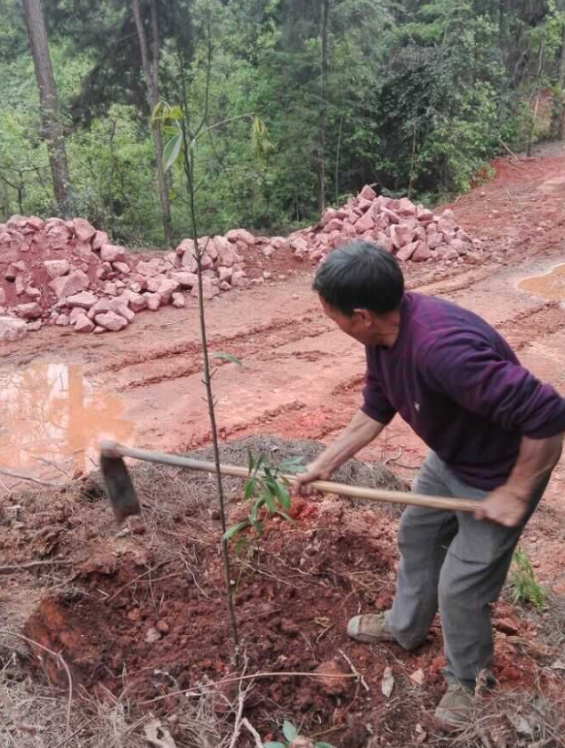 ʯ��ɽ����ʩ�׷�����ľ�޼�����ֲ4.png